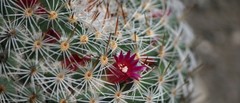 Mammillaria supertexta