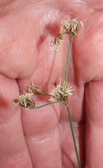 Bulbostylis contexta