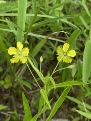Lysimachia lanceolata