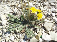 Taraxacum serotinum