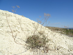 Pimpinella tragium