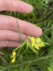 Lysimachia lanceolata