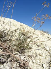 Pimpinella tragium