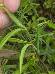 Lysimachia lanceolata