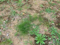 Bulbostylis contexta