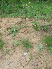 Bulbostylis contexta