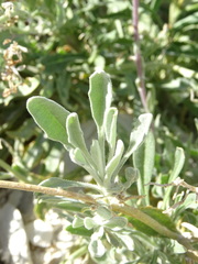 Matthiola fragrans