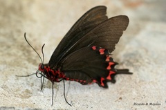 Parides bunichus