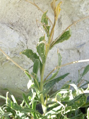 Matthiola fragrans