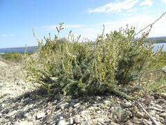 Bassia prostrata