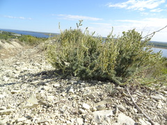 Bassia prostrata