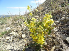 Verbascum lychnitis