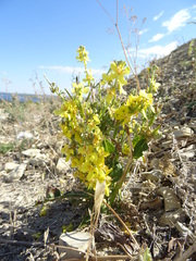 Verbascum lychnitis