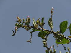 Duranta mutisii