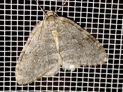 Operophtera fagata