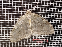 Operophtera fagata