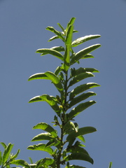 Cestrum mutisii