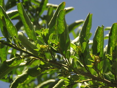 Cestrum mutisii