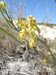Matthiola fragrans