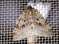 Operophtera fagata