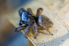 Habronattus oregonensis