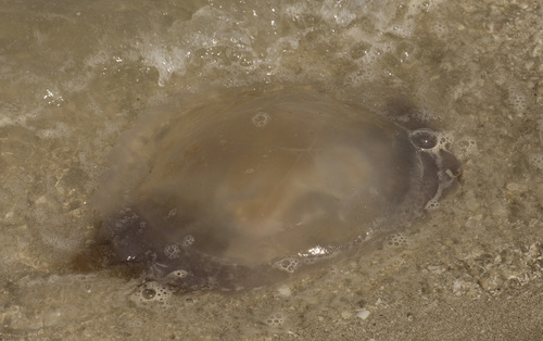 Rhizostomeae