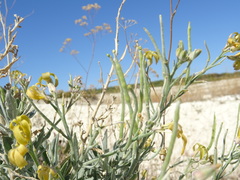 Matthiola fragrans