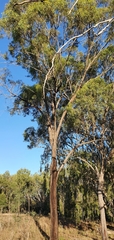 Eucalyptus crebra