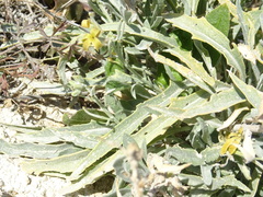 Matthiola fragrans