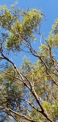Eucalyptus crebra