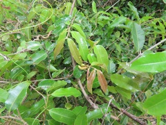 Landolphia kirkii