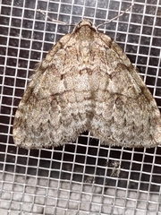 Operophtera fagata