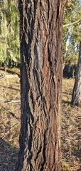 Eucalyptus crebra