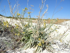 Matthiola fragrans