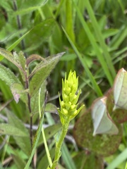 Platanthera ciliaris
