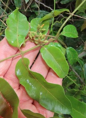 Landolphia kirkii