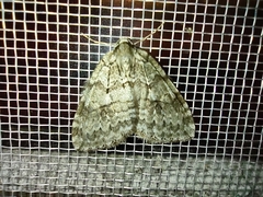 Operophtera fagata