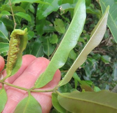 Landolphia kirkii
