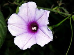 Ipomoea muricata