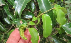 Landolphia kirkii
