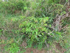 Landolphia kirkii
