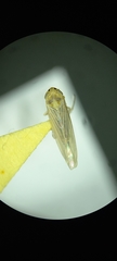Cicadellidae