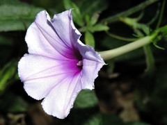 Ipomoea muricata