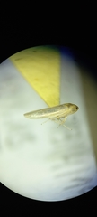 Cicadellidae
