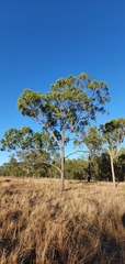 Eucalyptus crebra