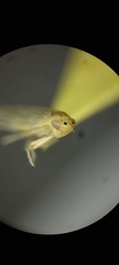 Cicadellidae
