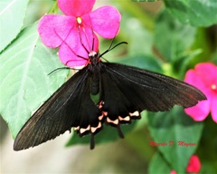 Parides bunichus