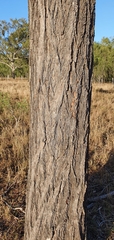 Eucalyptus crebra