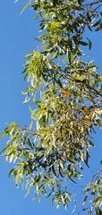 Eucalyptus crebra