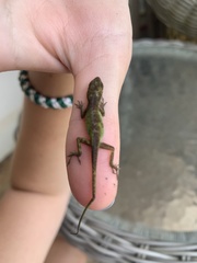 Anolis carolinensis
